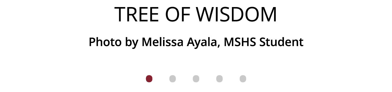 Tree of Wisdom Photo by Melissa Ayala, MSHS Student              