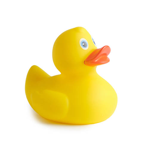 Yellow rubber duck on a white background