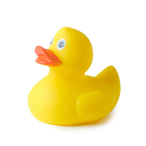 Yellow rubber duck on a white background