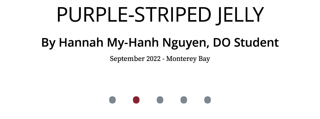 Purple Striped Jelly By Hannah My Hanh Nguyen, DO Student September 2022 Monterey Bay • • • • •