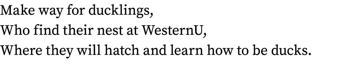 Make way for ducklings, Who find their nest at WesternU, Where they will hatch and learn how to be ducks. 