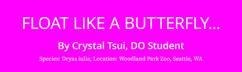 Float like a Butterfly... By Crystal Tsui, DO Student Species: Dryas iulia; Location: Woodland Park Zoo, Seattle, WA